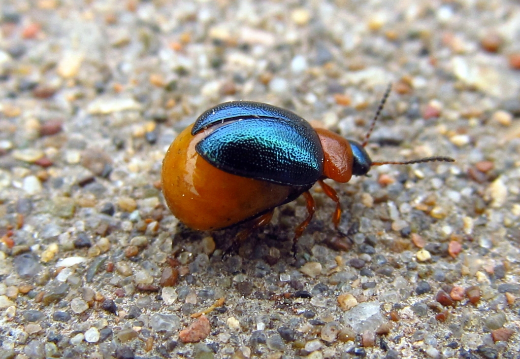 Особенности жуков навозников: распространённые виды и жизненный цикл насекомых