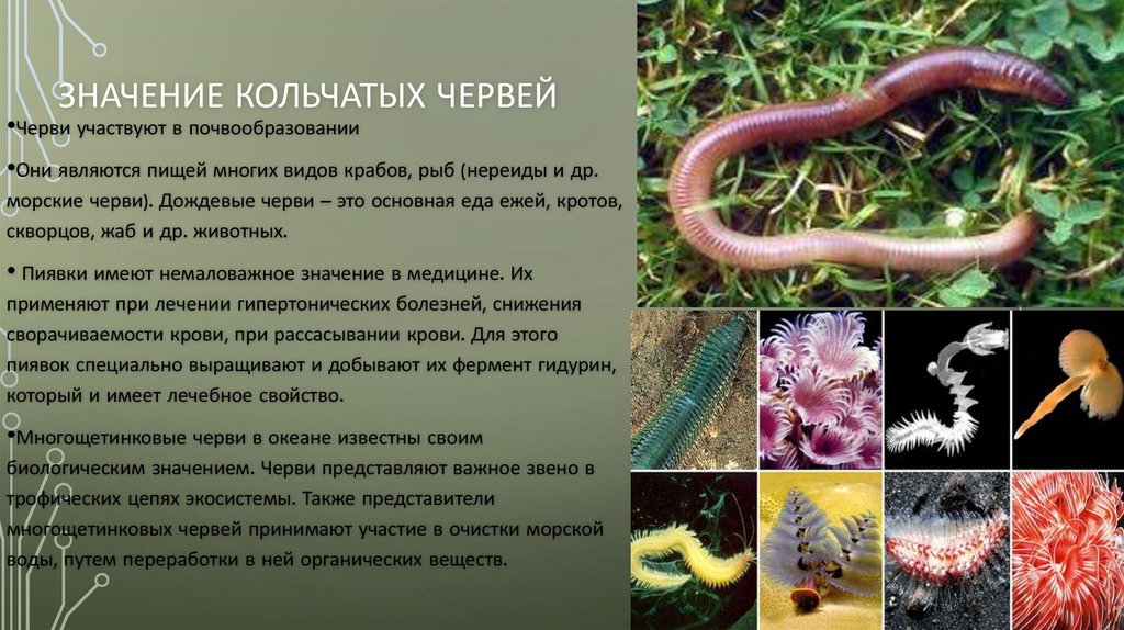 Givotinki.ru. виды дождевых червей: чем они для нас незаменимы и интересны