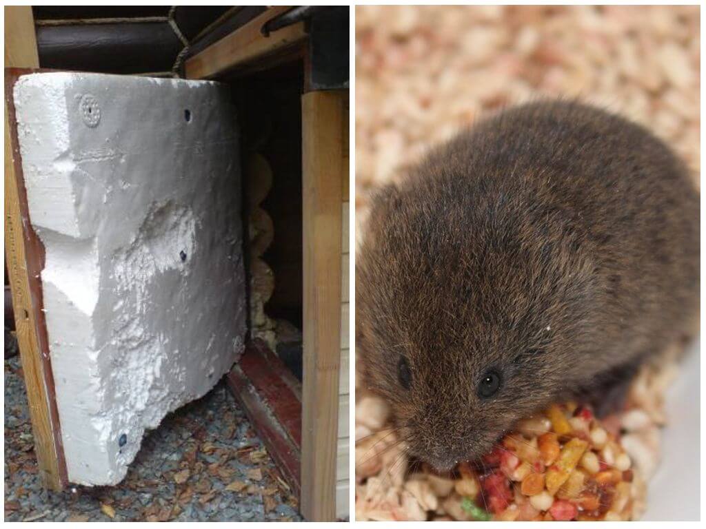 Мыши грызут пенопласт: что делать, чем обработать и как защитить дом?