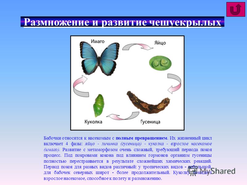 Жизненный цикл бабочки тутового шелкопряда