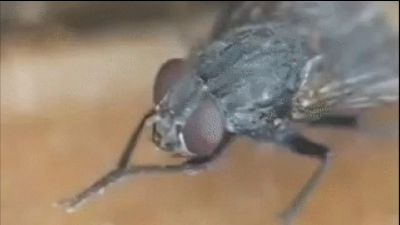 Почему мухи трут свои лапки друг о друга?