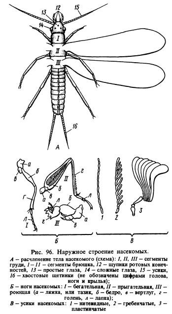Комар - 115 фото удивительных и опасных насекомых. места обитания и образ жизни