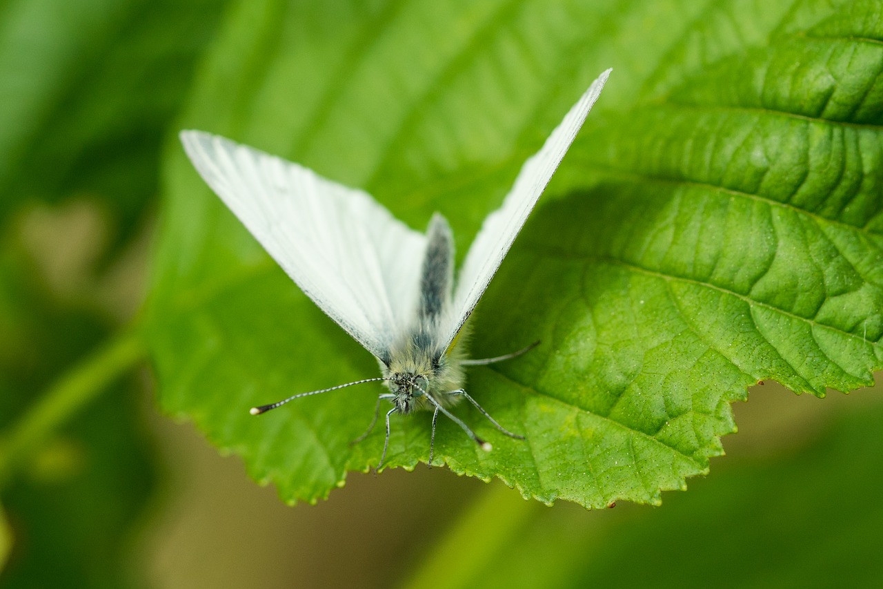 Американская белая бабочка: описание насекомого
