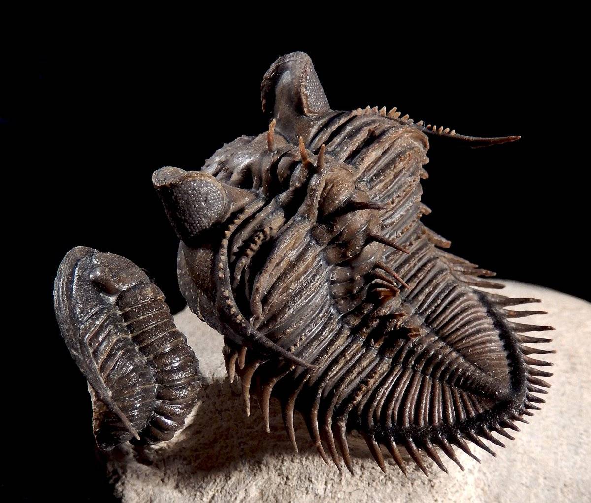 Класс трилобиты (trilobita)