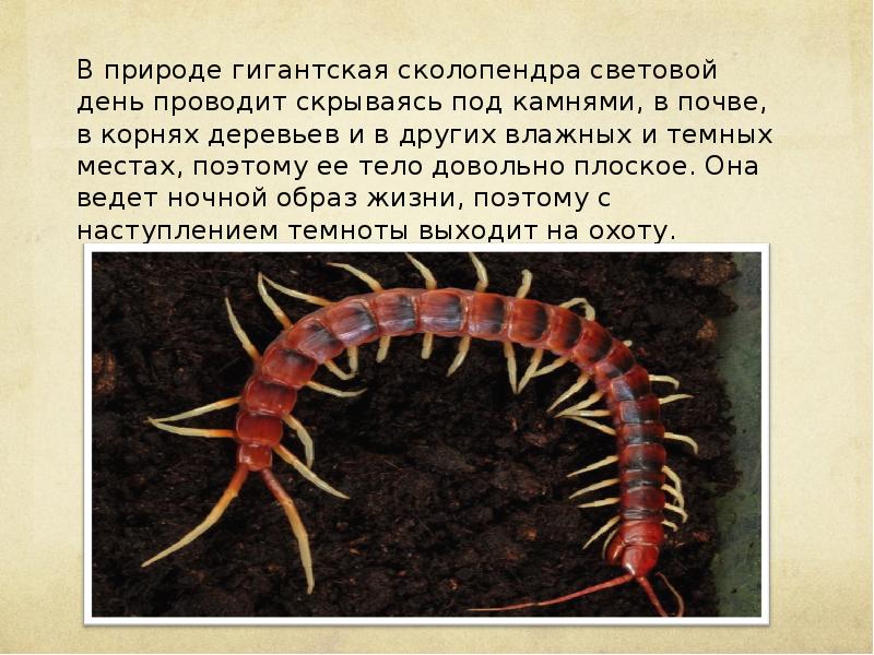 Крымская сколопендра в доме – опасна ли для человека укусом, как избавиться от кольчатой сколопендры, фото и описание