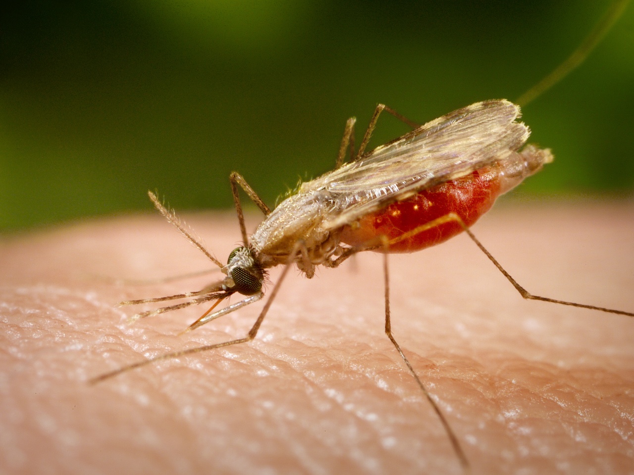 Укус малярийного комара - последствия и помощь