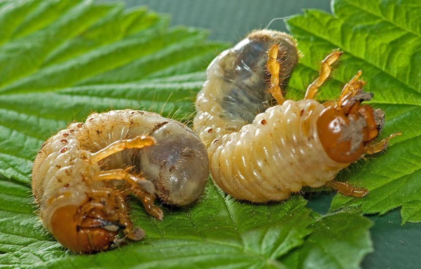 Как избавиться от майского жука (хруща) - 3 способа + 15 препаратов