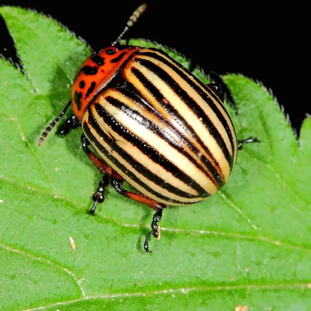Описание колорадского жука и его жизнедеятельности