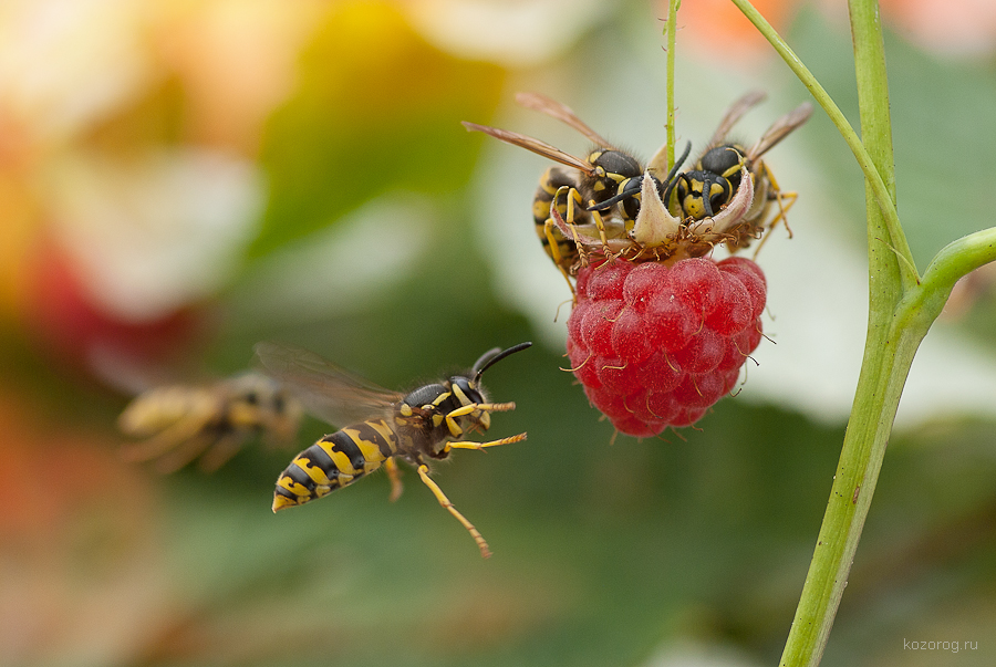 Чем питаются осы – едят ли они мясо и насекомых