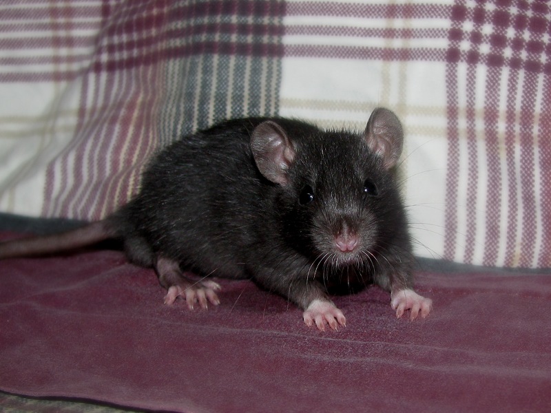 Крыса - 87 фото отличий от мышей, места обитания и питание