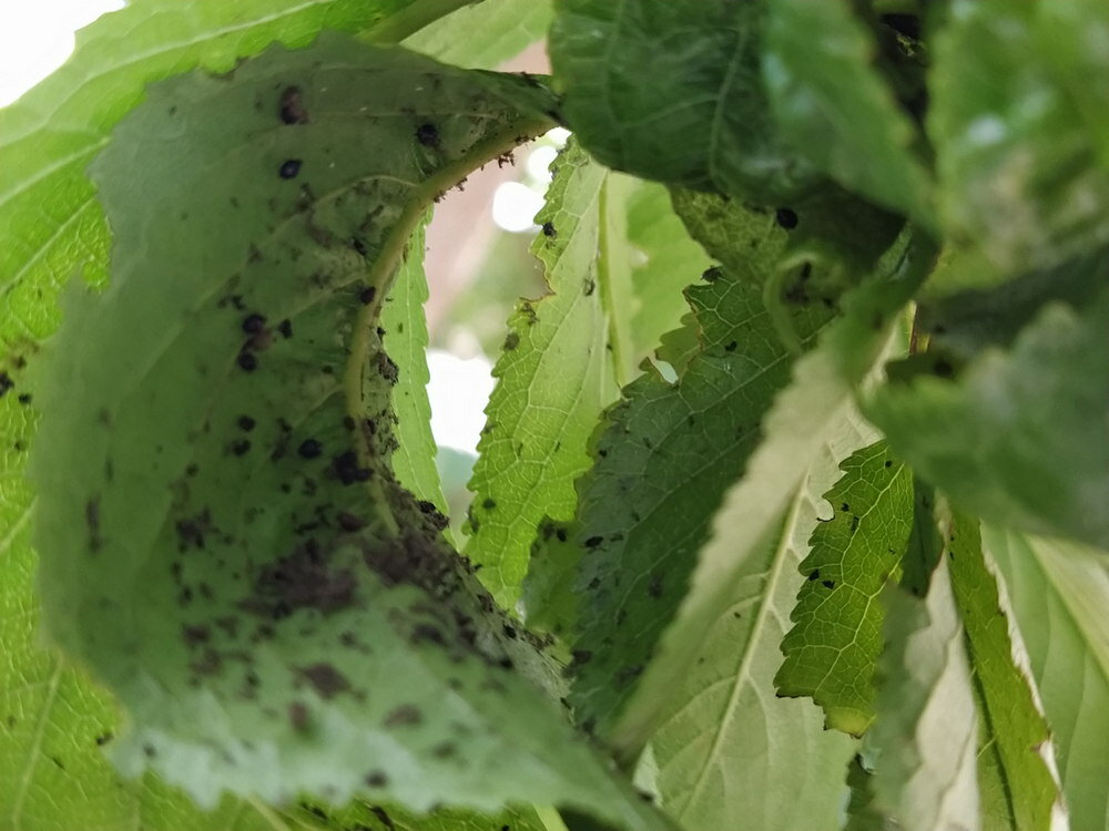 Как избавиться от муравьев на смородине: народные способы и средства как навсегда избавиться от насекомых (95 фото)