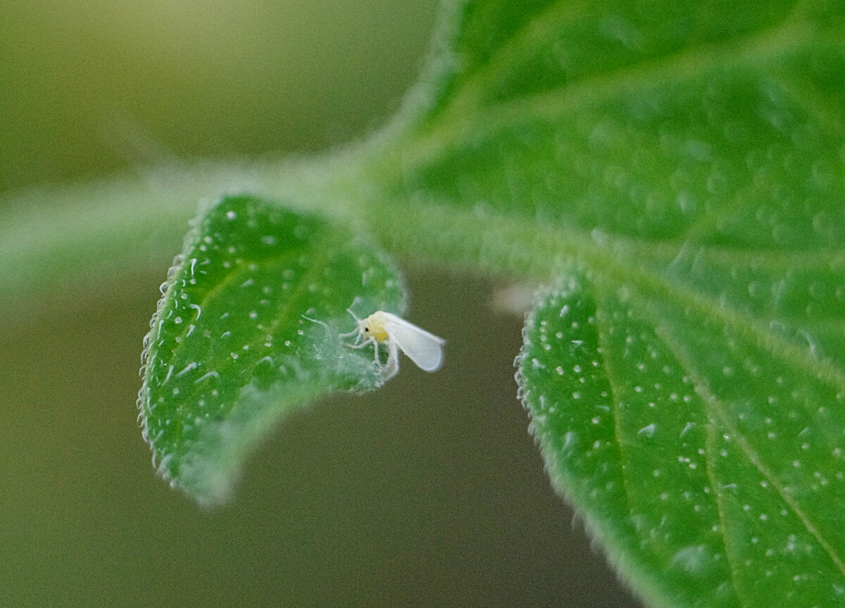 Белокрылка на комнатных растениях: как бороться с вредителем, в том числе на цветах фуксии