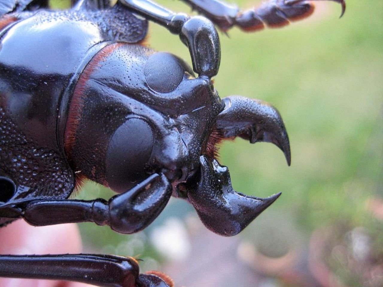 Самые большие в мире жуки | vivareit