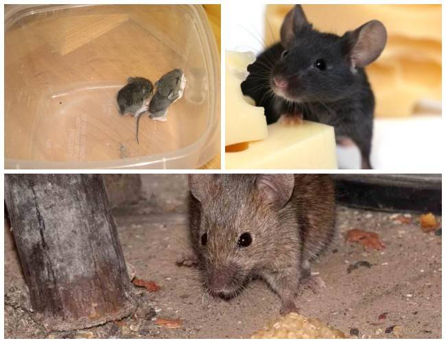 охота на мышей и крыс