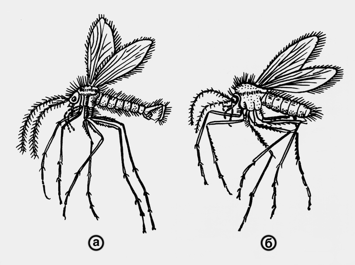 Чем отличаются комары от москитов