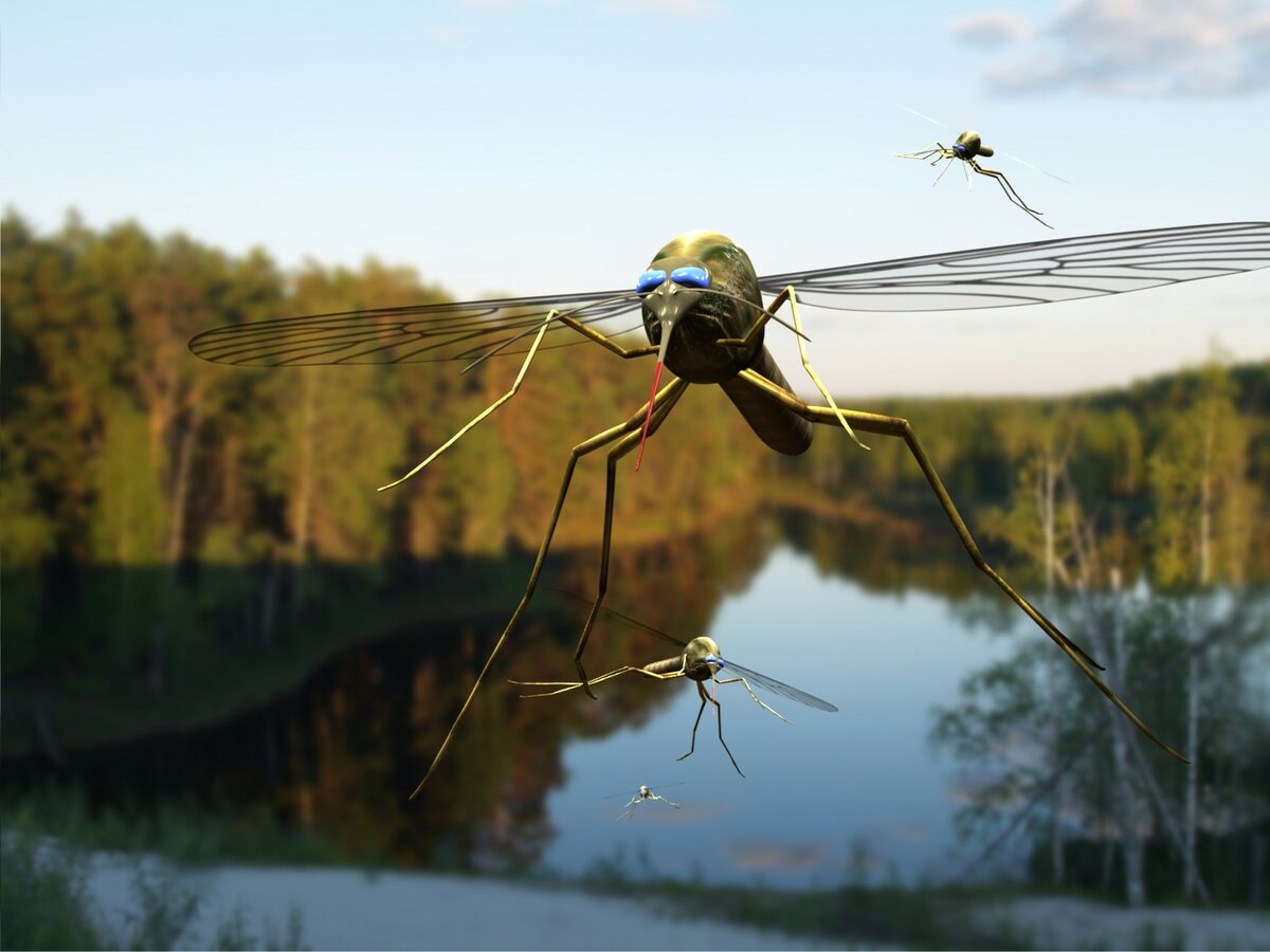 Откуда берутся комары в квартире и на природе - gkd.ru