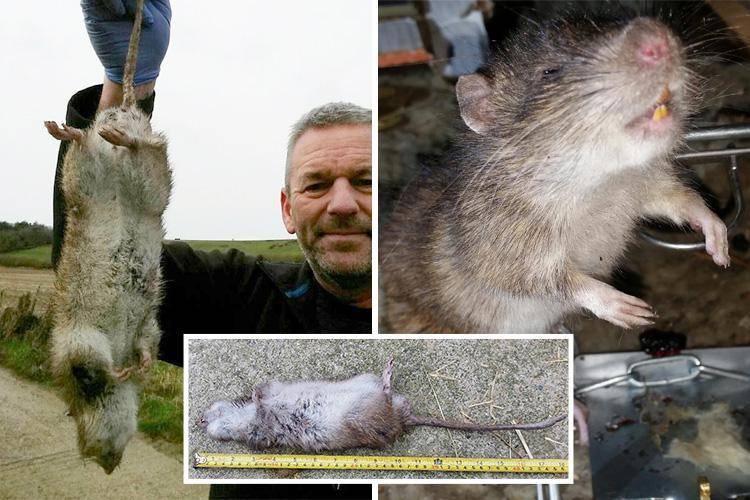 Самая большая крыса в мире - фото и описание