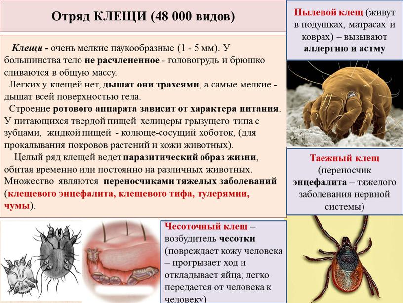 Опасные насекомые и их укусы — блог медицинского центра он клиник