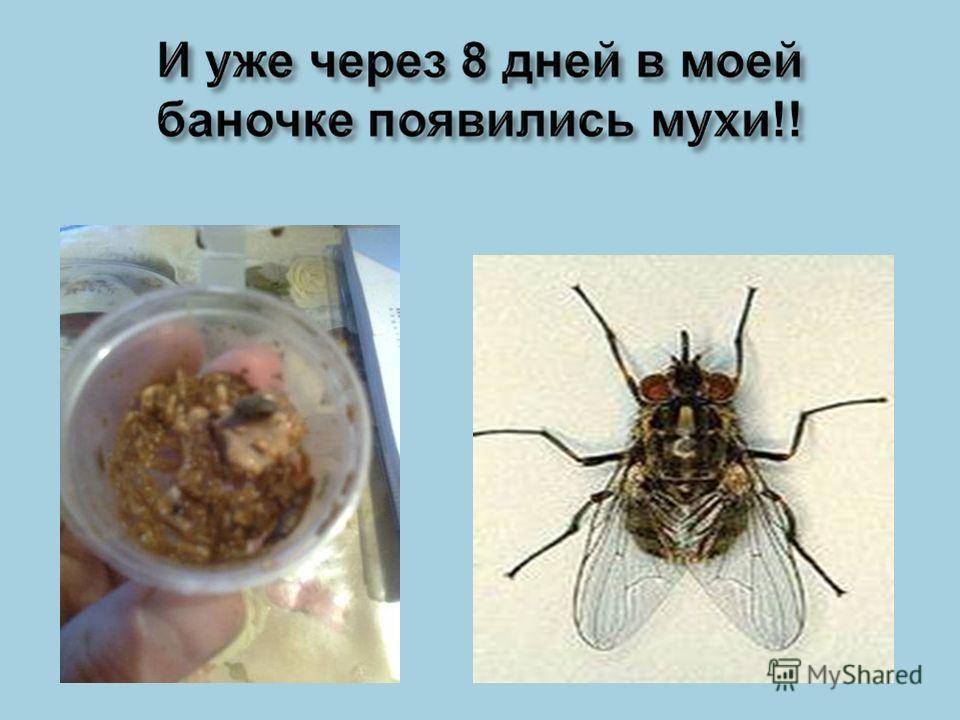 Откуда появились мухи в доме и как от них избавиться