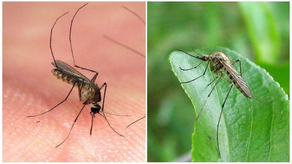 Зеленые комары-звонцы (комары-дергуны) – фото и описание
