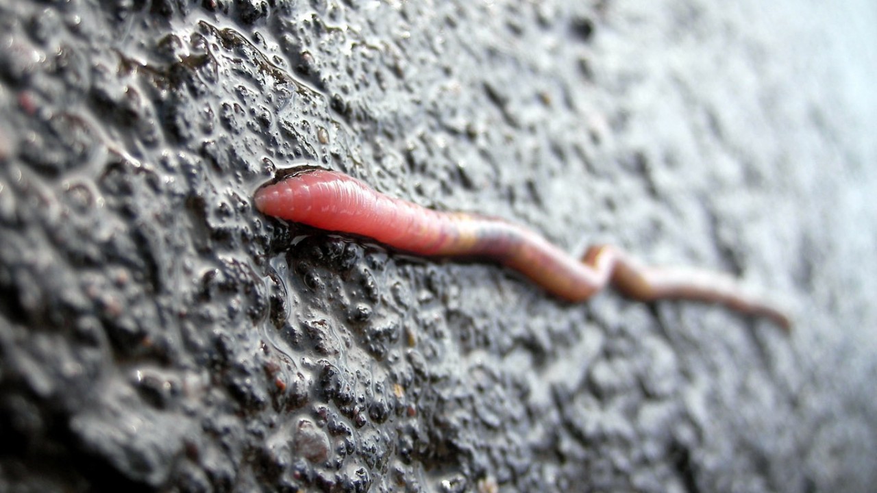 Выползок — червь, появляющийся после дождя