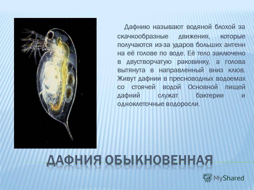 Что такое дафния в аквариуме: дафния фото