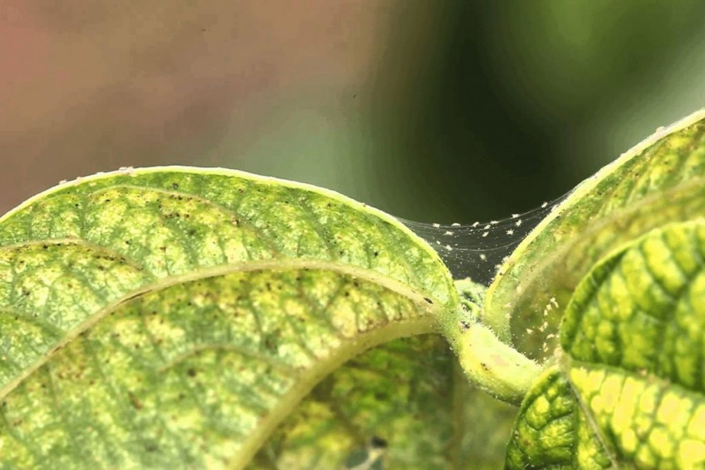 Паутинный клещ: как бороться на комнатных растениях, в теплице и на рассаде