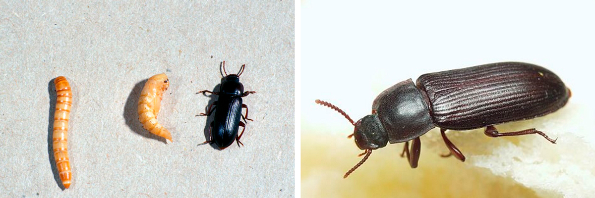 Малый и большой мучной жук хрущак: как избавиться в квартире
