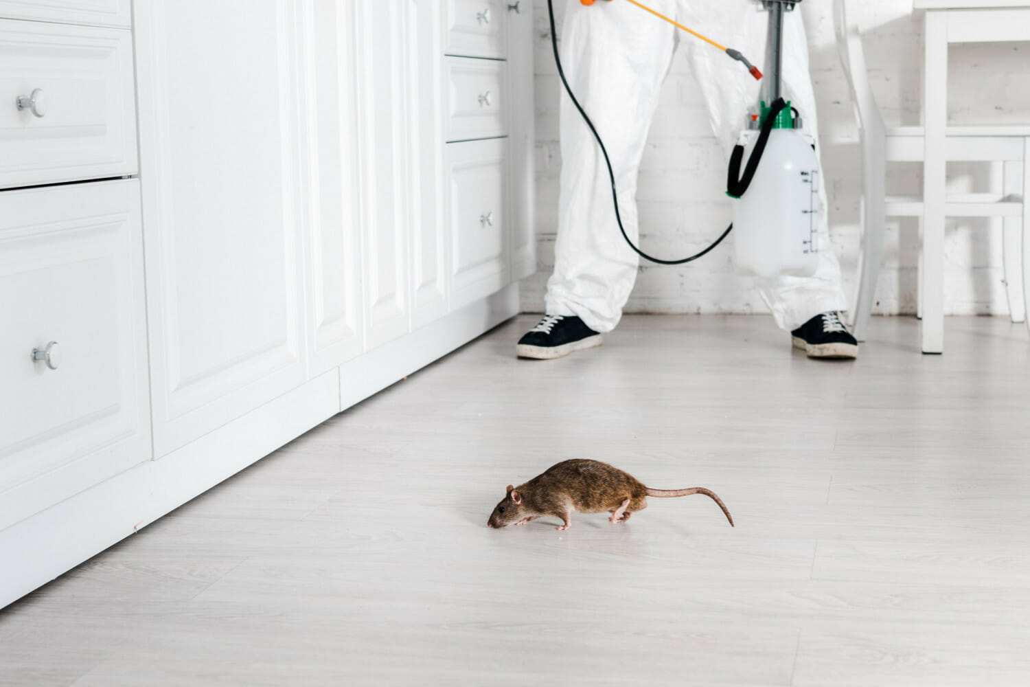 Чего боятся мыши и как быстро избавиться от грызунов?