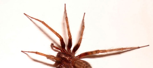 Характеристика класса паукообразных: членистоногие пауки