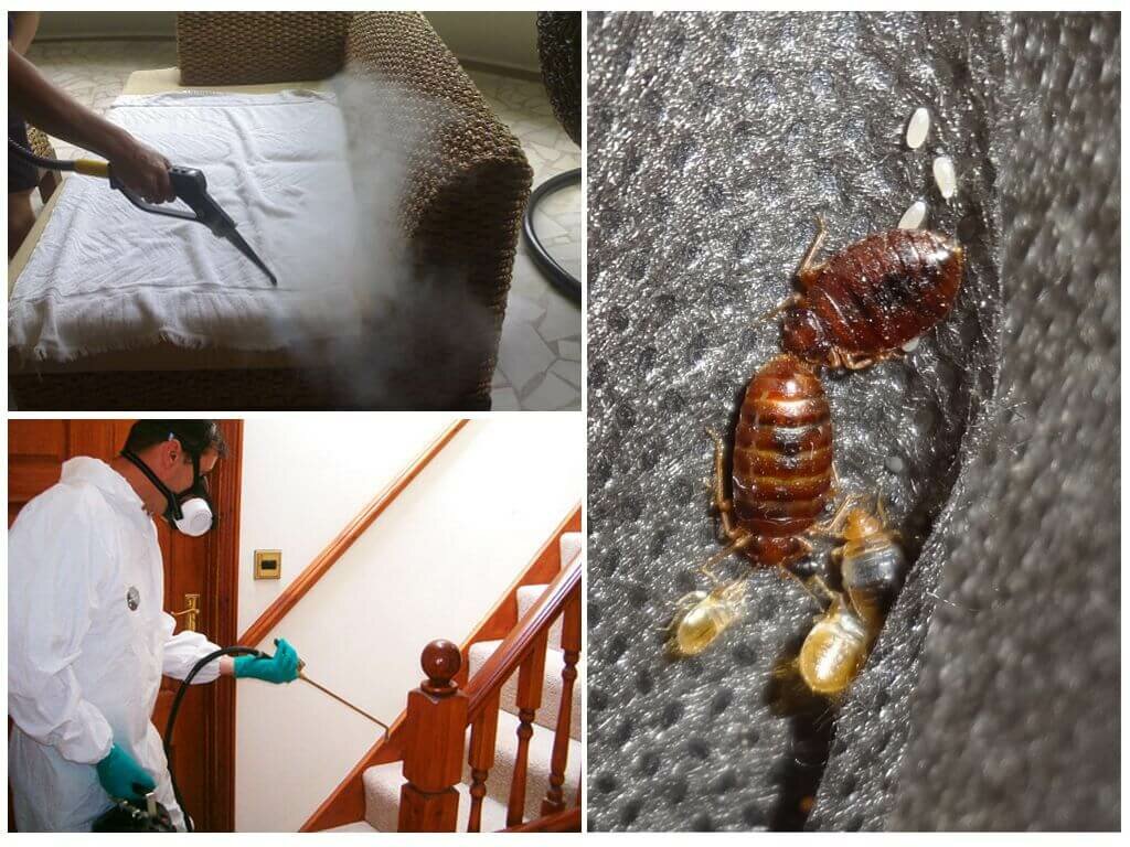 Меры профилактики против появления тараканов в квартире
