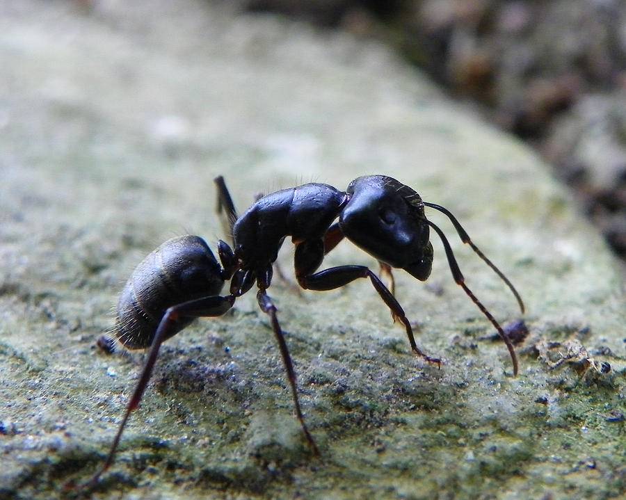 Садовые черные муравьи