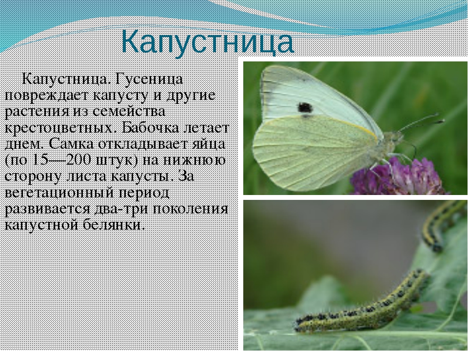 Бабочка-капустница: фото и описание, среда обитания и питание :: syl.ru