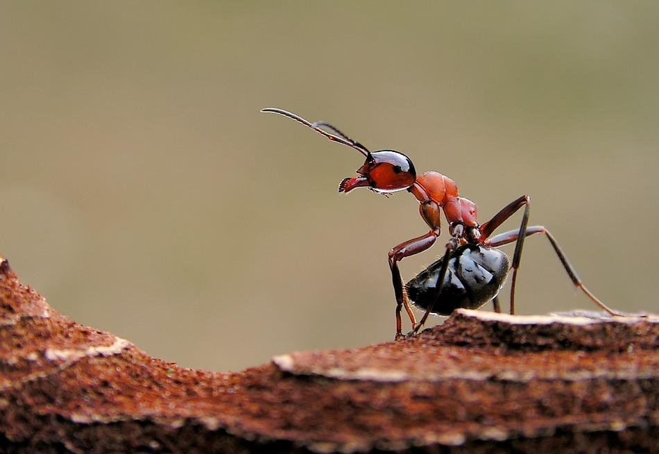 Строение муравья: сколько лап у насекомого?