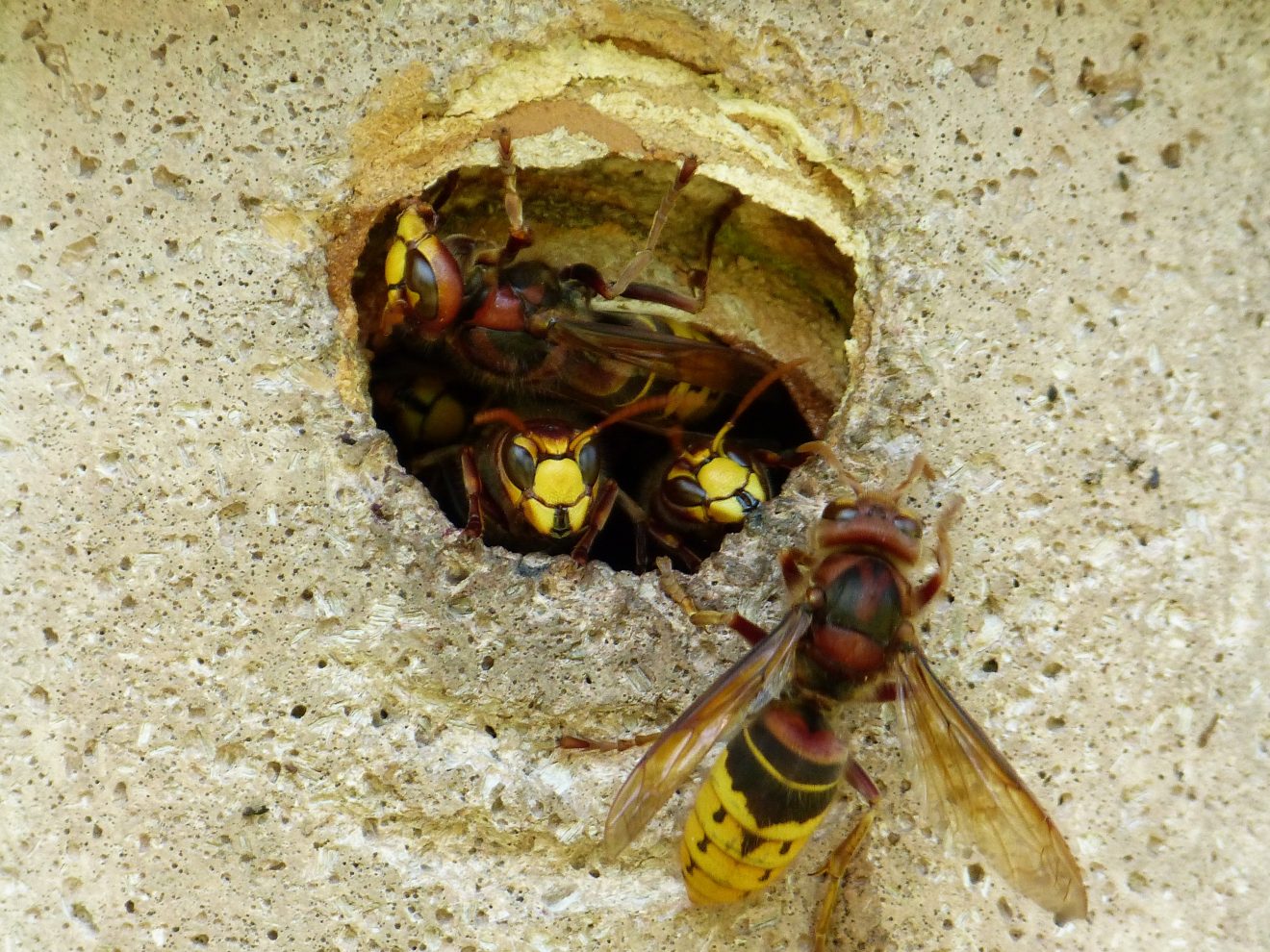 Как избавиться от пчел – лучшие средства и методы