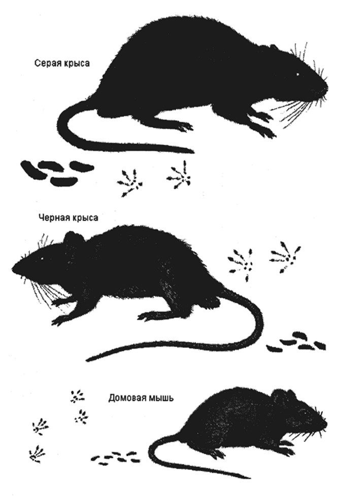 Чем отличается мышь от крысы: основные различия