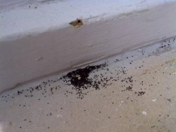 Как навсегда избавиться от муравьев в доме с помощью народных средств