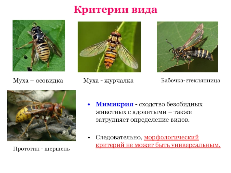 Журчалка – муха журчалка, описание. журчалка – самая необыкновенная муха муха журчалка среда обитания