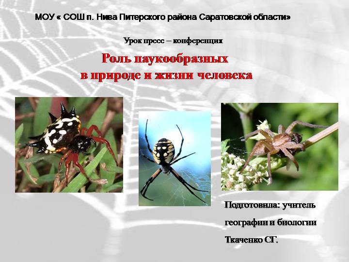 Роль в природе насекомых, их практическое значение для человека