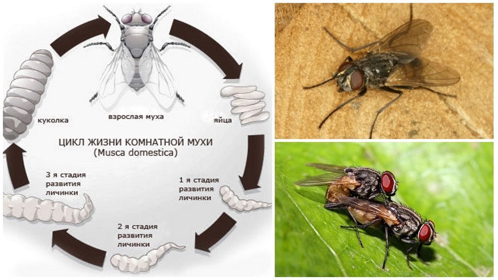 Сколько живут комнатные мухи в условиях обыкновенной квартиры. сколько живет муха обыкновенная в природе и домашних условиях