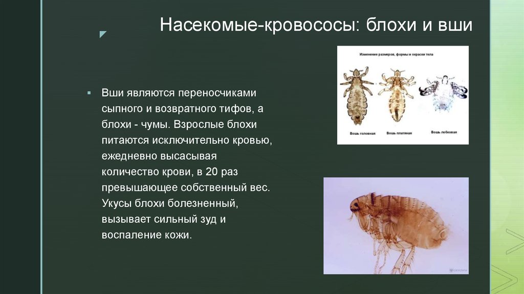 Москиты: чем отличаются от комаров, как выглядят, что переносят и чем опасны укусы