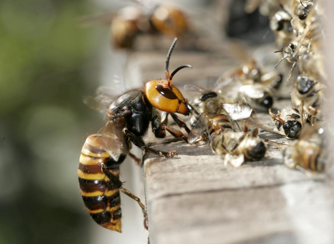 Гигантский шершень: жизнь и привычки самой крупной осы