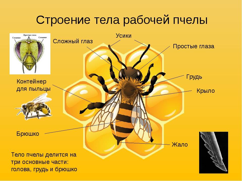 Отличия пчелы от осы и шмеля: сообщение для 2 класса по окружающему миру с планом и фото