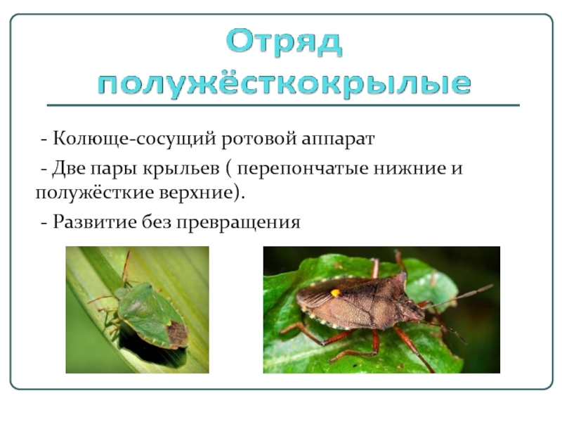 Садовые клопы: подробно о вредных и полезных насекомых с фото