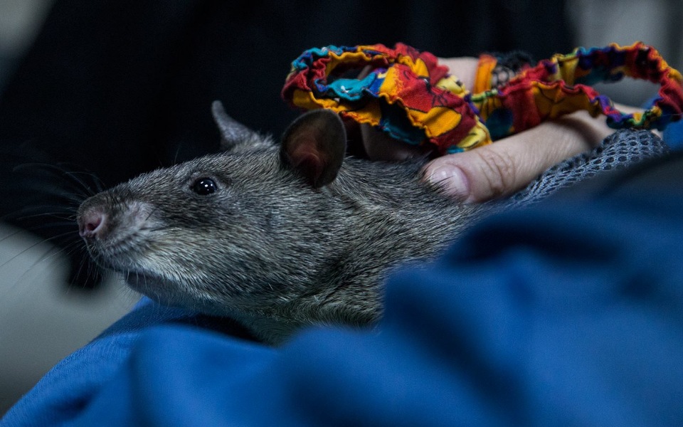 Гигантская гамбийская крыса, или крыса гамби | мир животных и растений