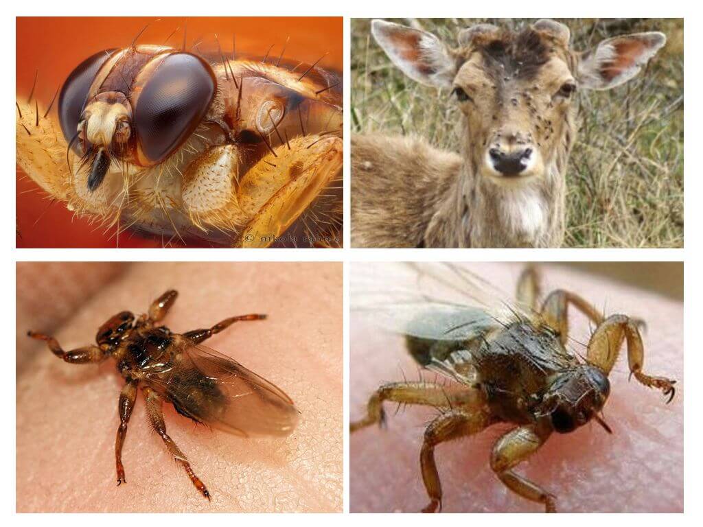 Лосиные вши - опасные насекомые для крупных животных