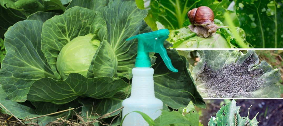 Чем травить гусениц на капусте: эффективные народные средства от вредителей