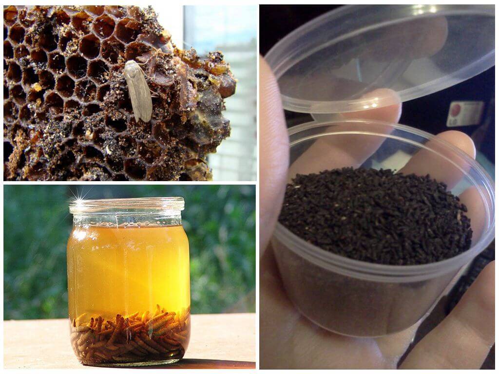 Пчелиная моль, настойка из её личинок и применение на практике