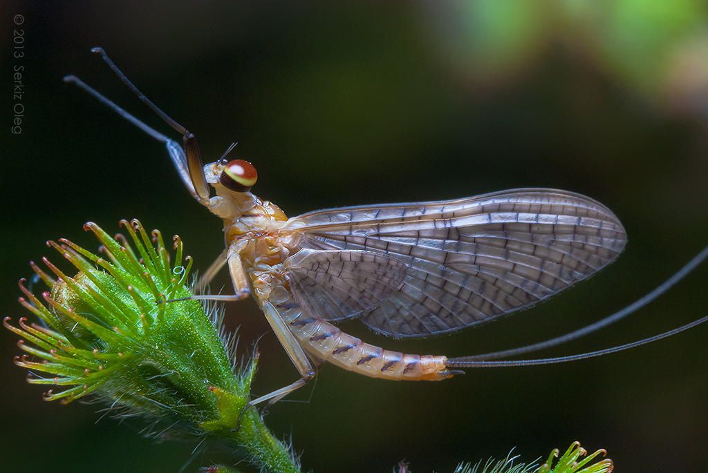 Отряд Ephemeroptera – поденки, личинки