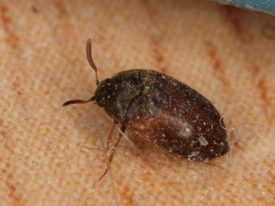 Как избавиться от жуков кожеедов и их личинок в квартире + фото